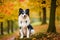 Papillon dog. Portrait of a beautiful Papillon dog playing in the park. Generative AI