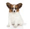 Papillon dog puppy front of white background