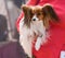 Papillon dog sits in the arms of a woman in a red jacket