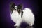 Papillon dog in stand on a purple background
