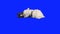 Papillon dog tumbles on floor on blue hromakey slow motion stock footage video