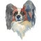 The Papillon dog watercolor hand painted dog portrait