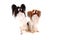 papillon dogs isolated
