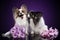 Papillon dogs on purple background