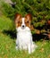 Papillon posing in the autumn on the background of spruce. Beautiful dog sitting in green grass with yellow leaves.