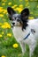 Papillon posing in dandelion meadows