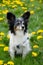 Papillon posing in dandelion meadows