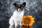 Papillon puppy with sunflower