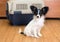 Papillon puppy and travel plastic carrier for pet