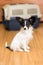 Papillon puppy and travel plastic carrier for pet