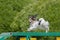 Papillon running on the boom on a dog agility course