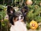 Papillon sitting in front of decorated Christmas tree