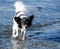 Papillon walks in clear shallow water