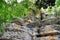 Papingo Rock Pools, are many beautiful ponds formed by the river