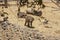 Papion sacred scientific name: Papio hamadryas light brown vertebrate mammal playing with dry grass in the background a cub