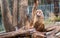 Papion or yellow baboon perched on a tree