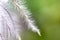 Pappus (fruits) plants look like delicate feathers