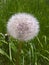 Pappus of Taraxacum Officinale Dandelion