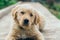 Pappy, Golden Retriever posing on the path