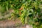 Paprika, fresh on the tree, has many green and red colors