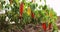 Paprika plants. Pepper seedlings in a vegetables garden. Organic food. Horticulture.