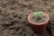 Paprika seedlings sprout in a pot