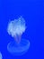 Papua jellyfish mastigias of the lagoon these jellyfish resemble the round bell, from which the four tentacles hang down