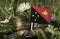 Papua New Guinea flag with stack of money coins with grass