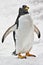 Papua Penguin in the cold ice of the Antarctic