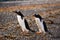 Papua penguin couple at the seaside