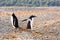 Papua penguin couple at the seaside