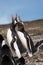 Papua penguin couple at the seaside scream