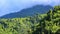 Papua\'s forests are one of the largest tropical forests in the world.