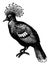 Papuan crowned pigeon, vintage illustration