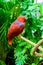 Papuan Eclectus