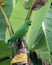 Papuan eclectus or Eclectus polychloros observed in Waigeo, West Papua,Indonesia