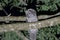 Papuan frogmouth or Podargus papuensis observed in Waigeo, West Papua, Indonesia