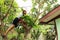Papuan girl climbing mango tree
