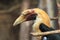 Papuan hornbill