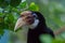 Papuan hornbill