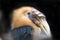 Papuan hornbill, Aceros plicatus, has a large beak