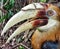 Papuan Hornbill or Blyth`s Hornbill