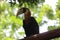 Papuan hornbill or Papuan hornbill with dominant black fur, with slightly brownish neck feathers combined with white