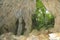 Papuan jungle seen from cave on Biak Island