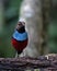 Papuan pitta or Erythropitta macklotii seen in Nimbokrang, West Papua, Indonesia