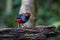 Papuan pitta or Erythropitta macklotii seen in Nimbokrang, West Papua, Indonesia