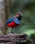 Papuan pitta or Erythropitta macklotii seen in Nimbokrang, West Papua, Indonesia