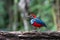 Papuan pitta or Erythropitta macklotii seen in Nimbokrang, West Papua, Indonesia