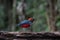 Papuan pitta or Erythropitta macklotii seen in Nimbokrang, West Papua, Indonesia