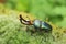 Papuan stag beetle